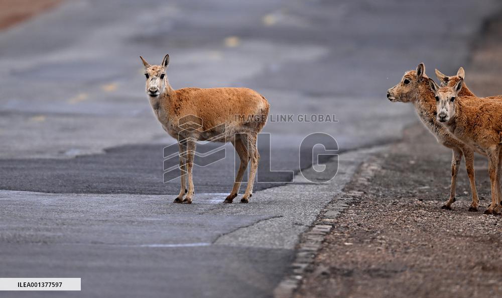 CHINA-QINGHAI-TIBETAN ANTELOPES (CN)