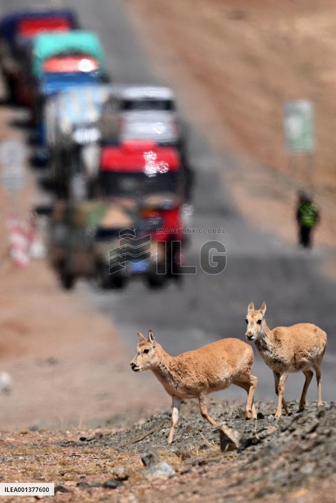 CHINA-QINGHAI-TIBETAN ANTELOPES (CN)