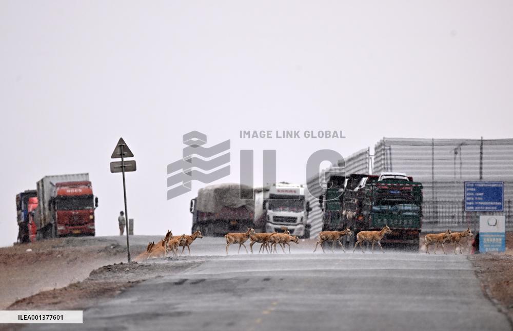 CHINA-QINGHAI-TIBETAN ANTELOPES (CN)