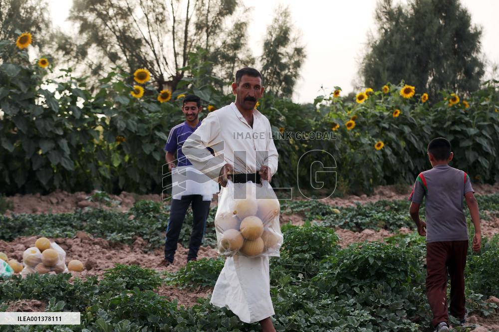 IRAQ-BAGHDAD-MELON-HARVEST
