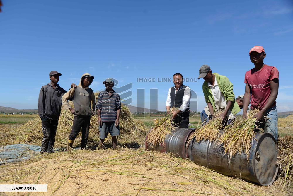 MADAGASCAR-MAHITSY-CHINA-HYBRID RICE