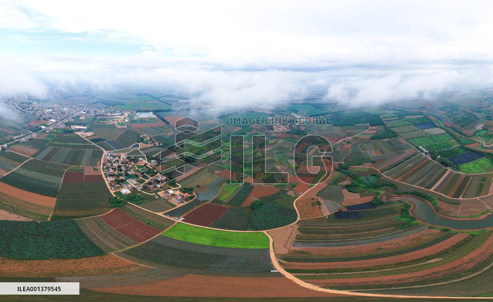 CHINA-GUANGDONG-ZHANJIANG-PINEAPPLE FIELD (CN)