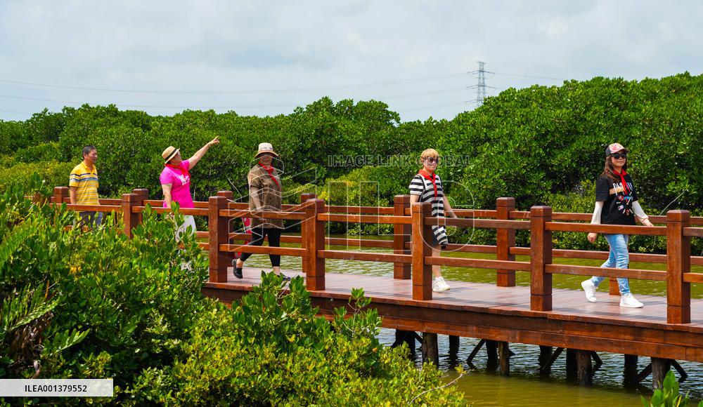 CHINA-GUANGDONG-ZHANJIANG-MANGROVE-PROTECTION (CN)