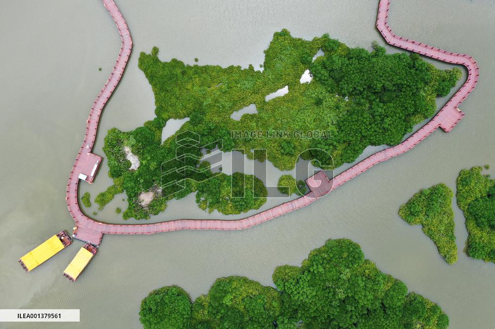 CHINA-GUANGDONG-ZHANJIANG-MANGROVE-PROTECTION (CN)