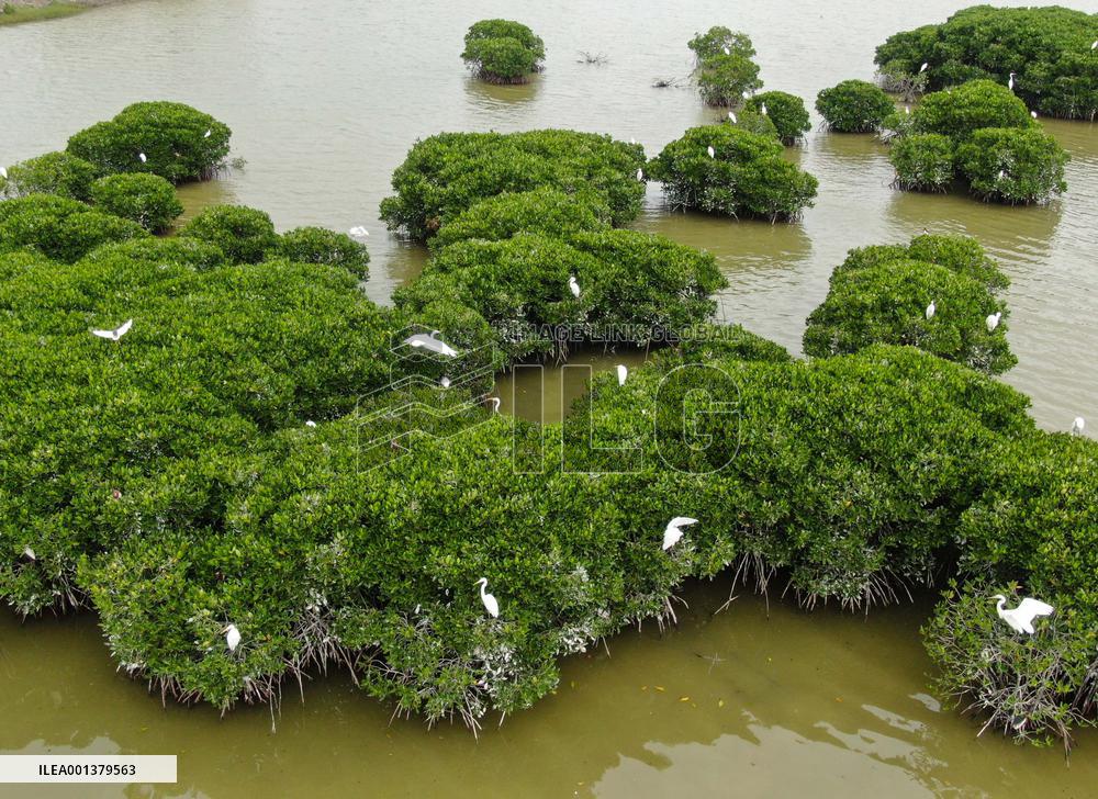CHINA-GUANGDONG-ZHANJIANG-MANGROVE-PROTECTION (CN)