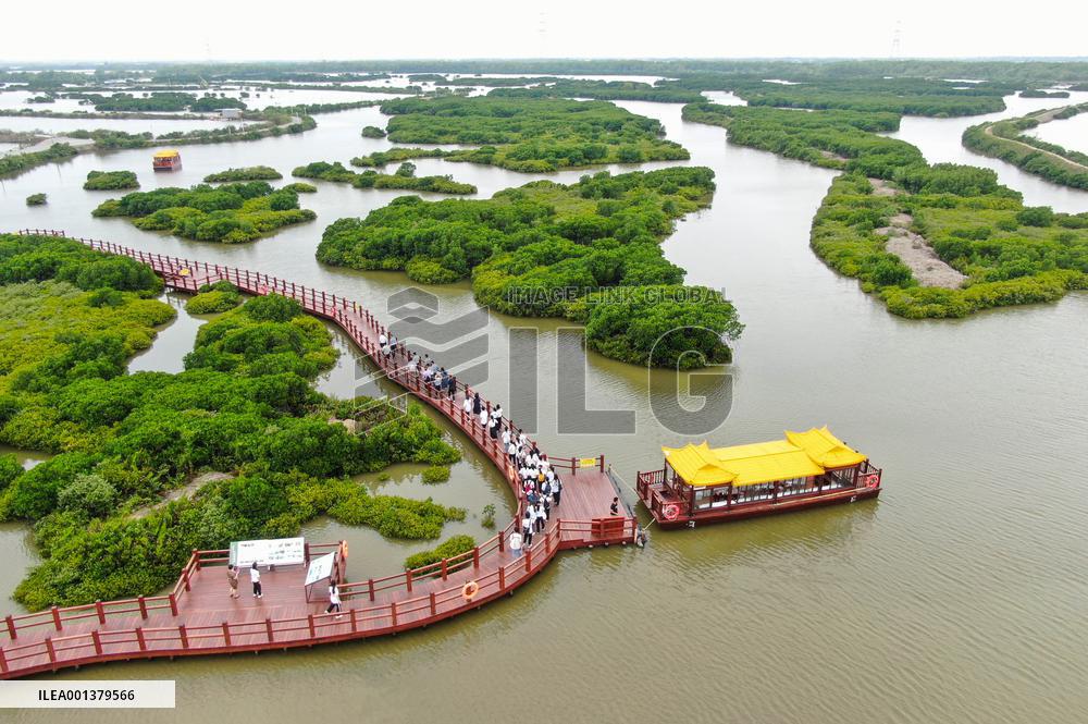 CHINA-GUANGDONG-ZHANJIANG-MANGROVE-PROTECTION (CN)