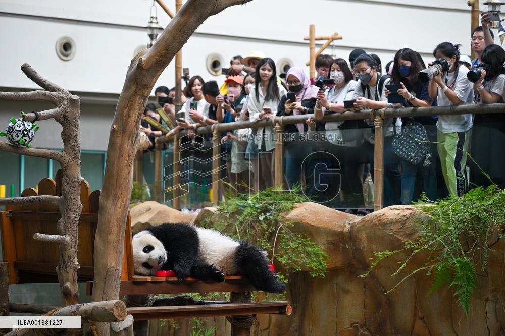 MALAYSIA-KUALA LUMPUR-PANDA