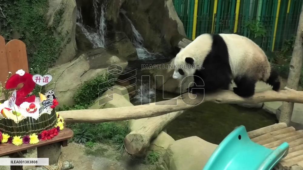 Giant panda Sheng Yi celebrates 2nd birthday in Malaysia