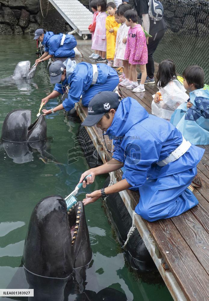 Whales' teeth brushed in western Japan
