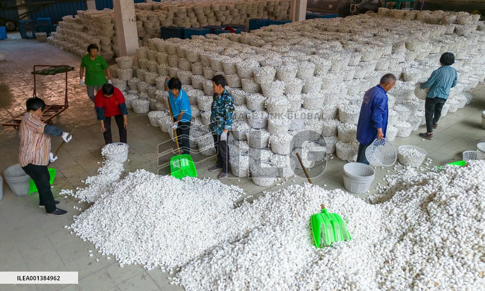 Spring Cocoon Harvest