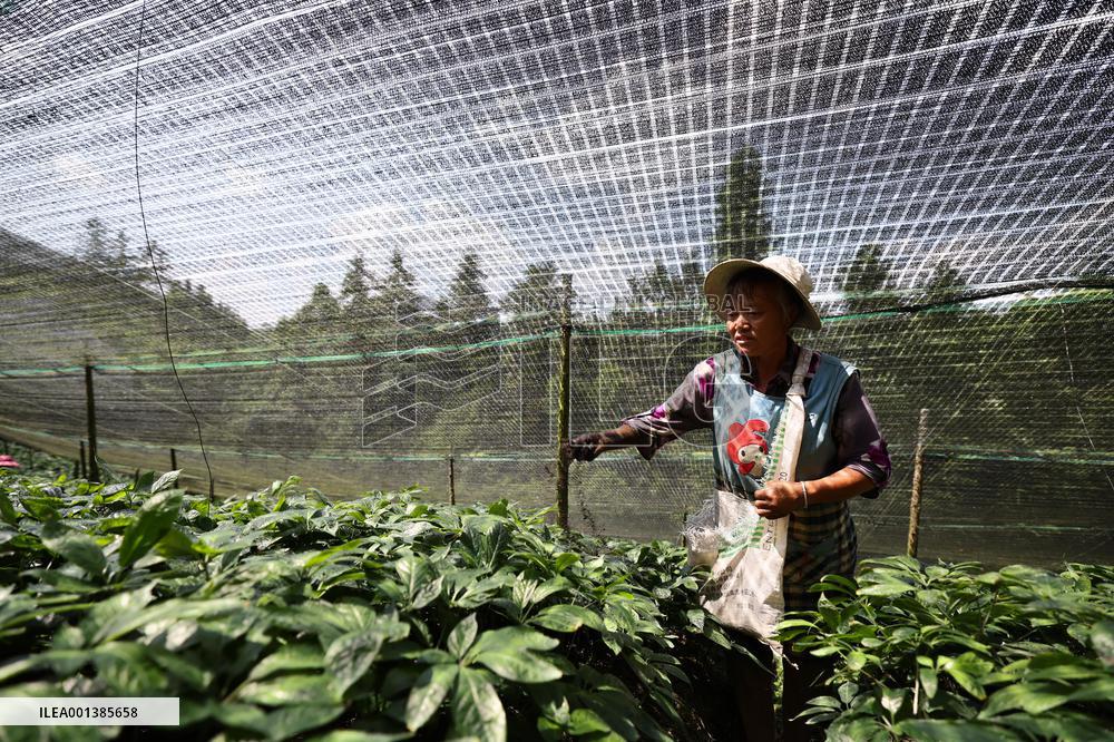 CHINA-YUNNAN-WENSHAN-PANAX NOTOGINSENG CULTIVATION (CN)