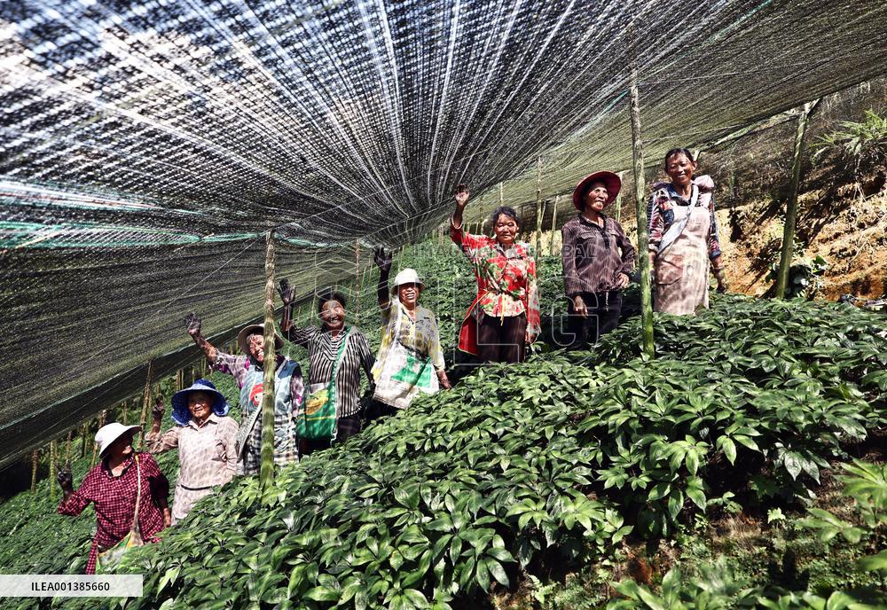 CHINA-YUNNAN-WENSHAN-PANAX NOTOGINSENG CULTIVATION (CN)