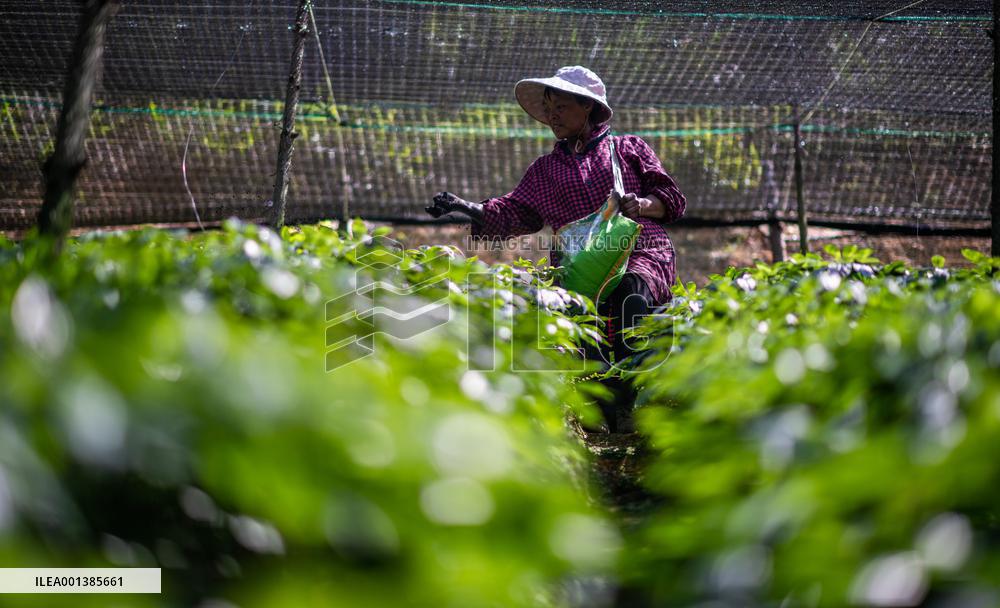 CHINA-YUNNAN-WENSHAN-PANAX NOTOGINSENG CULTIVATION (CN)
