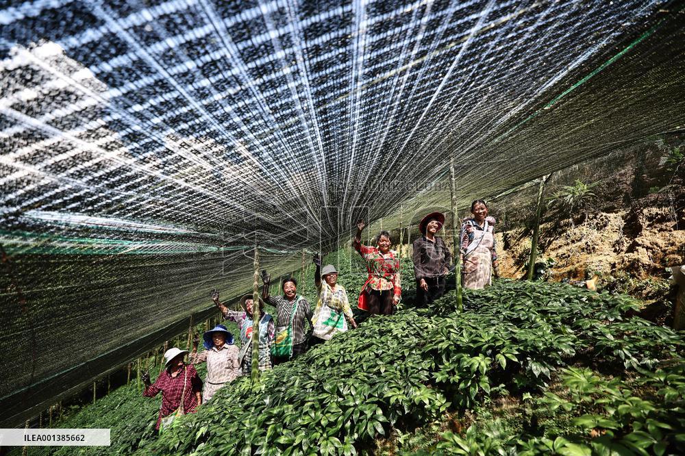 CHINA-YUNNAN-WENSHAN-PANAX NOTOGINSENG CULTIVATION (CN)