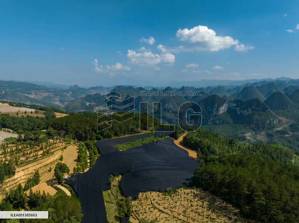 CHINA-YUNNAN-WENSHAN-PANAX NOTOGINSENG CULTIVATION (CN)