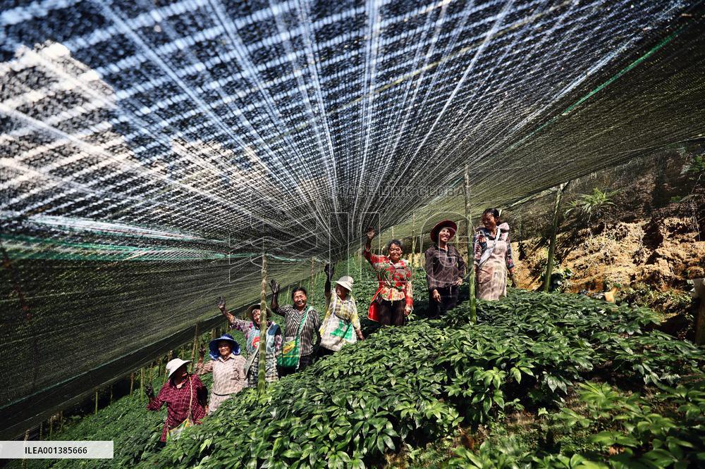 CHINA-YUNNAN-WENSHAN-PANAX NOTOGINSENG CULTIVATION (CN)