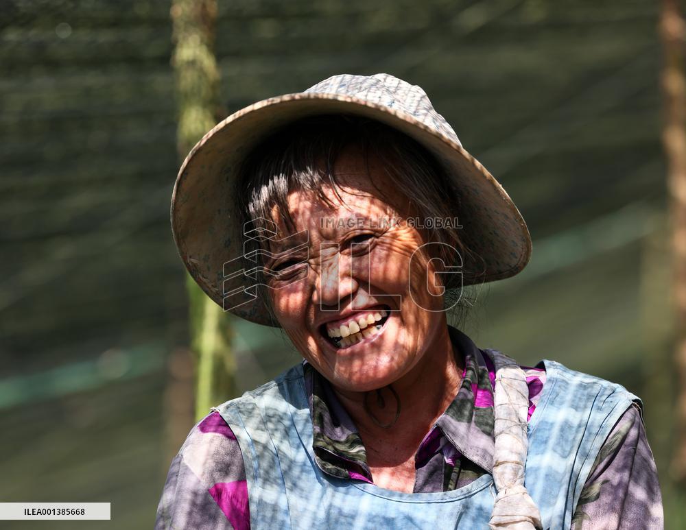CHINA-YUNNAN-WENSHAN-PANAX NOTOGINSENG CULTIVATION (CN)
