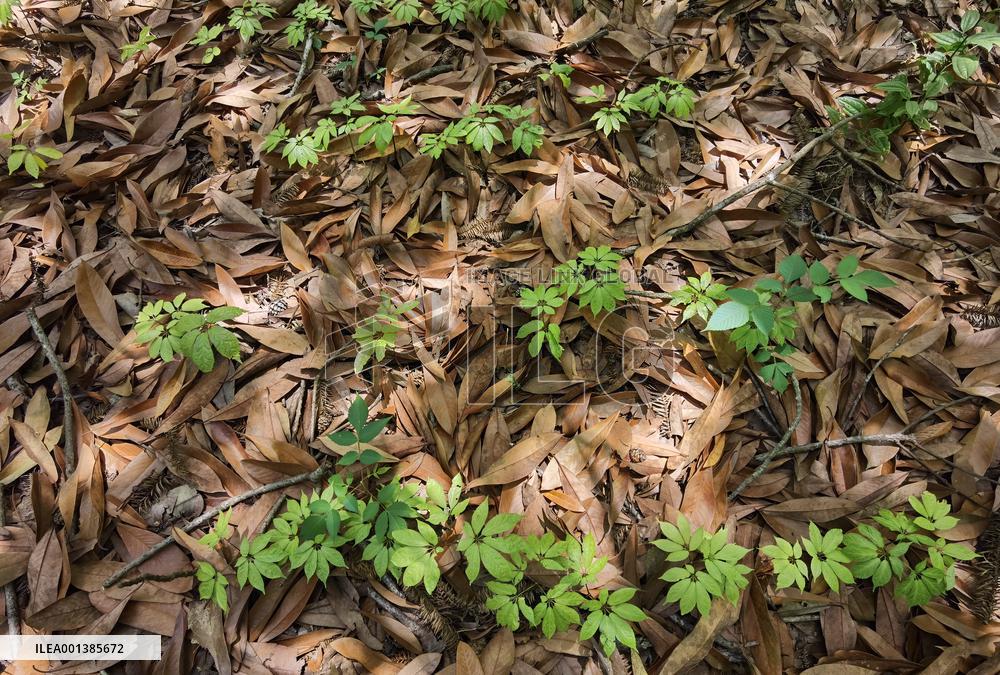 CHINA-YUNNAN-WENSHAN-PANAX NOTOGINSENG CULTIVATION (CN)