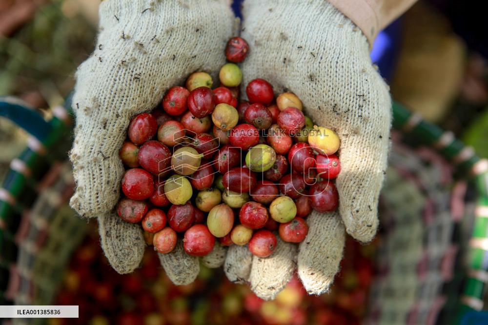 INDONESIA-MALANG-COFFEE BEAN