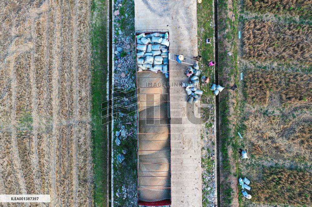 CHINA-GUIZHOU-WHEAT-HARVEST (CN)