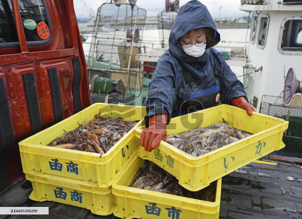 Squid season starts in northern Japan