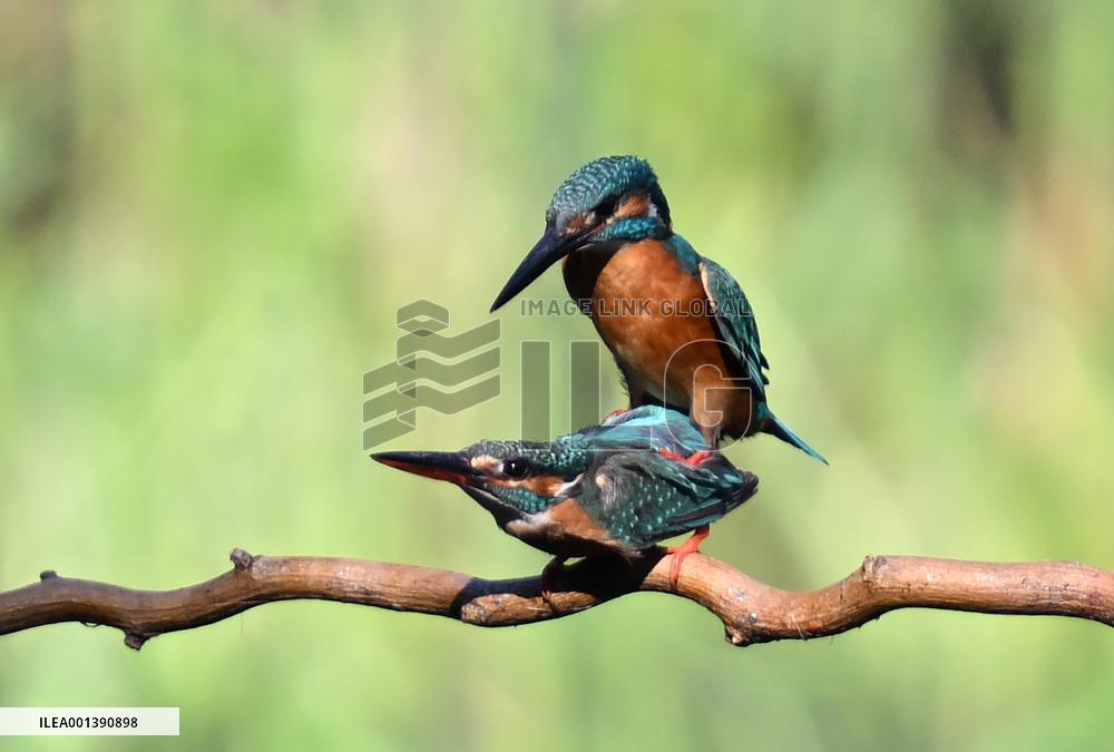 Kingfisher