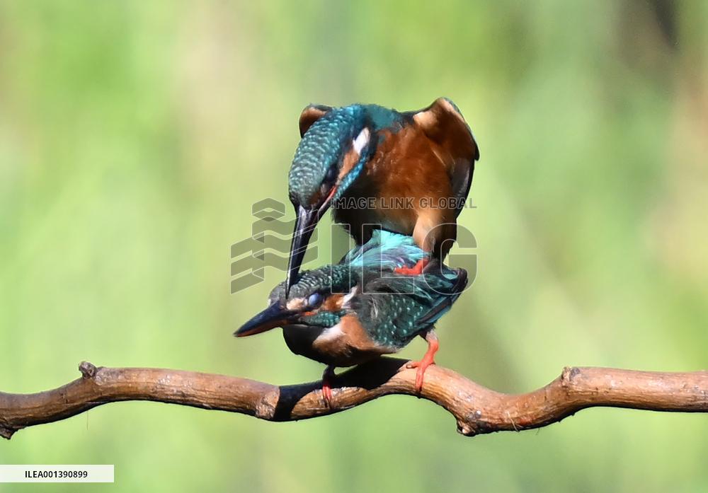 Kingfisher