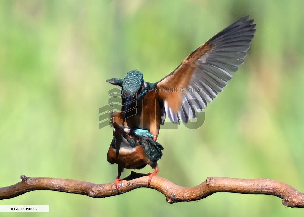 Kingfisher