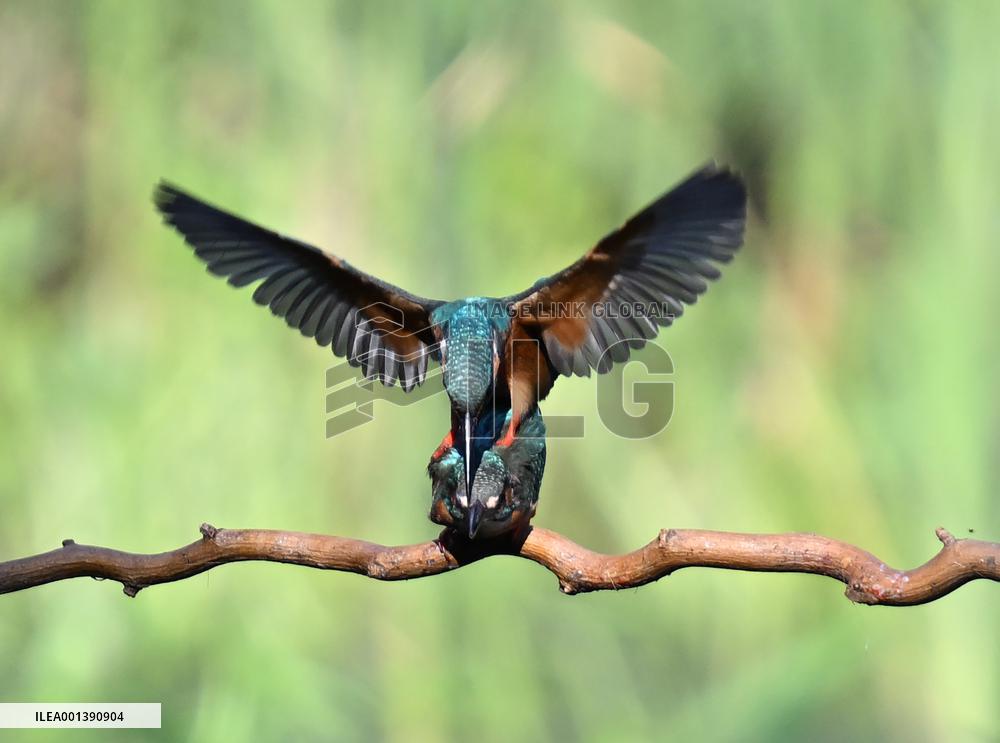 Kingfisher