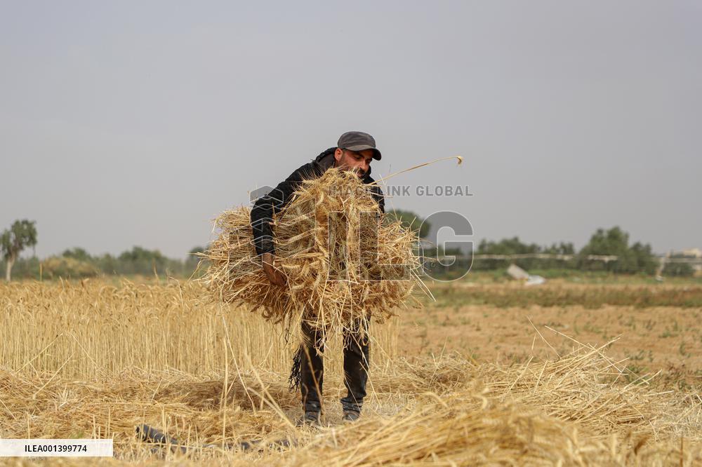 MIDEAST-GAZA-KHAN YOUNIS-WHEAT