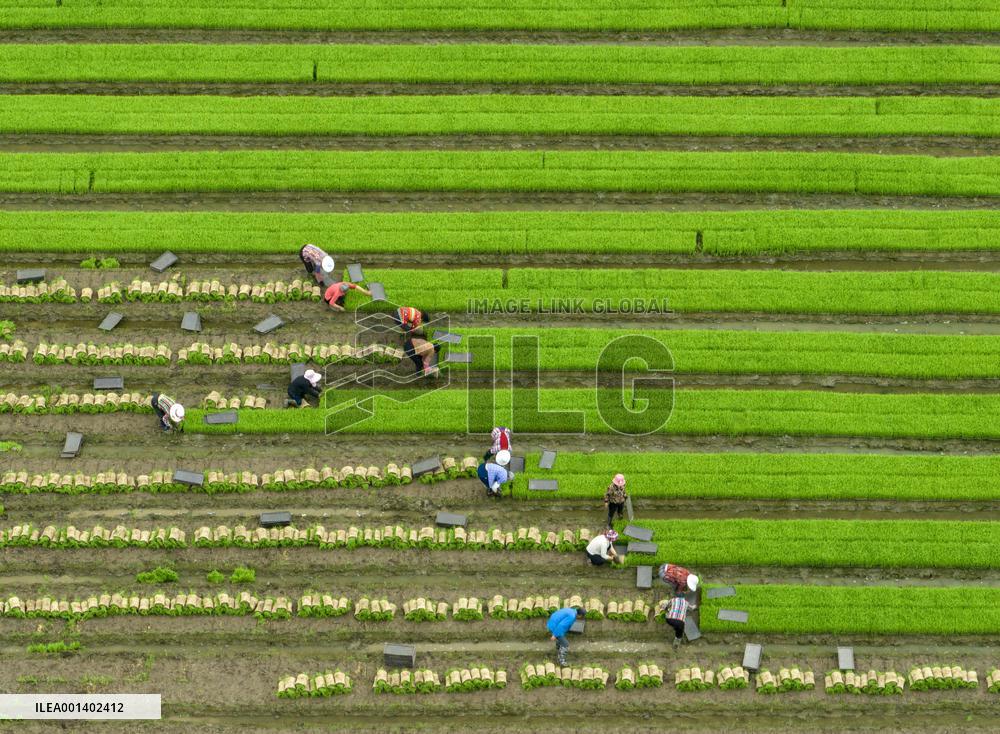 #CHINA-GRAIN IN EAR-FARMING (CN)