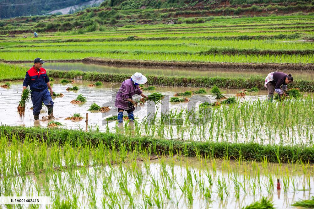 #CHINA-GRAIN IN EAR-FARMING (CN)