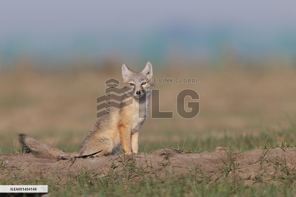 Baby Corsac Fox