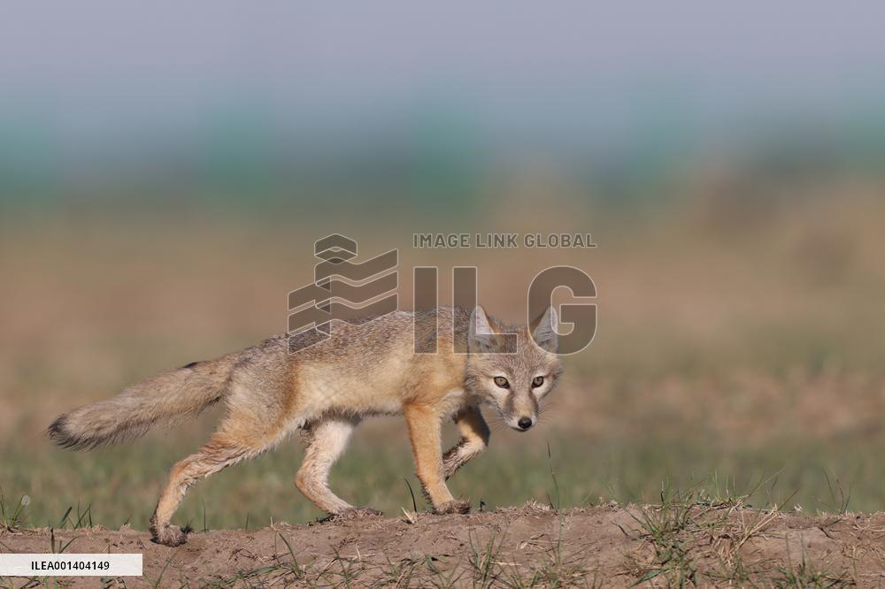 Baby Corsac Fox