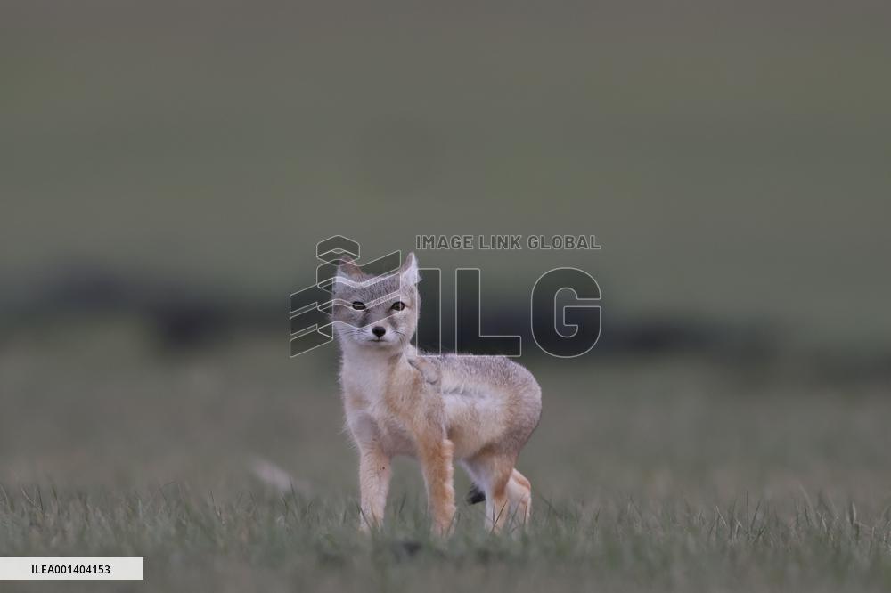Baby Corsac Fox