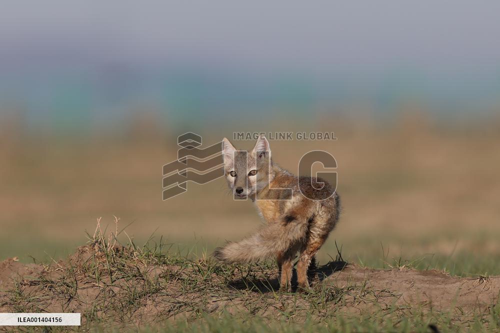 Baby Corsac Fox