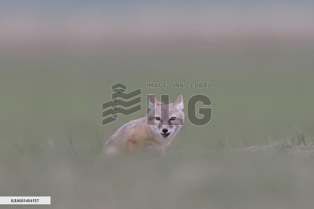 Baby Corsac Fox