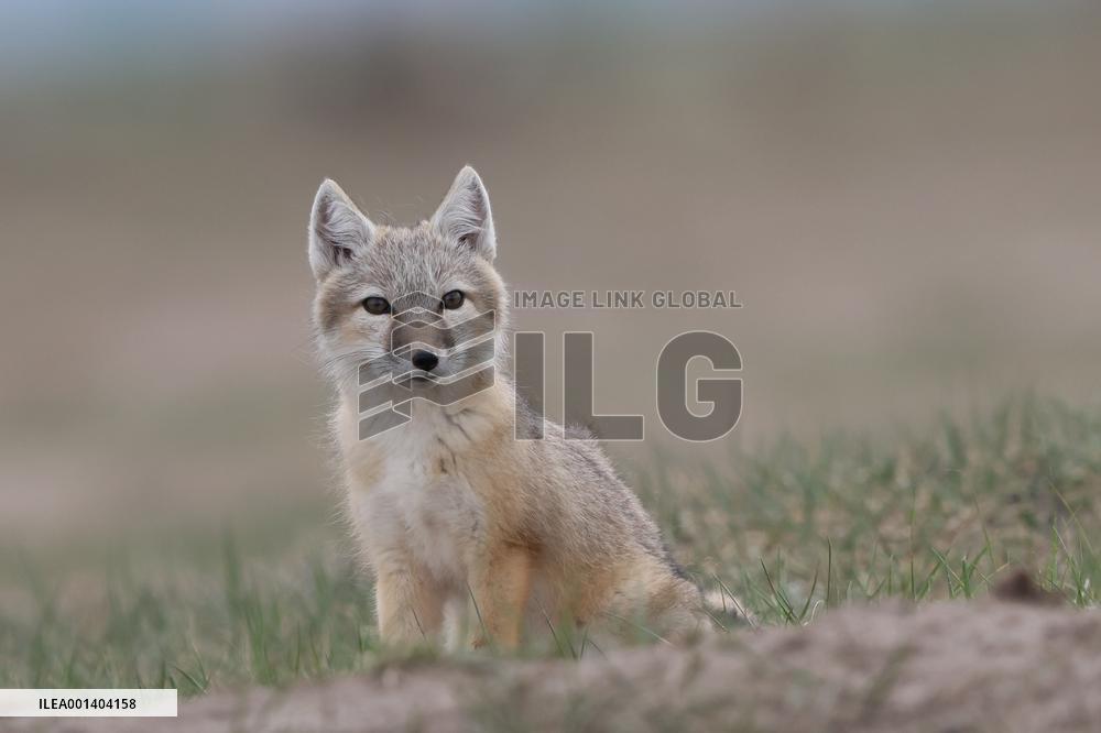 Baby Corsac Fox