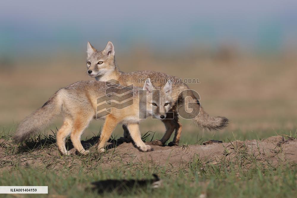 Baby Corsac Fox