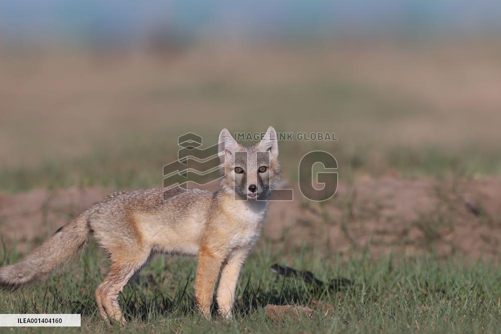 Baby Corsac Fox