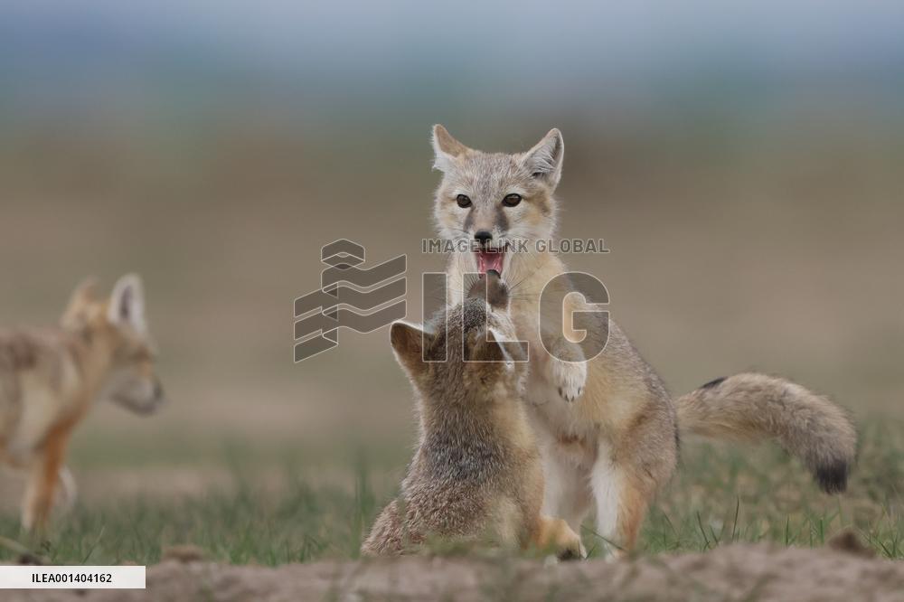 Baby Corsac Fox