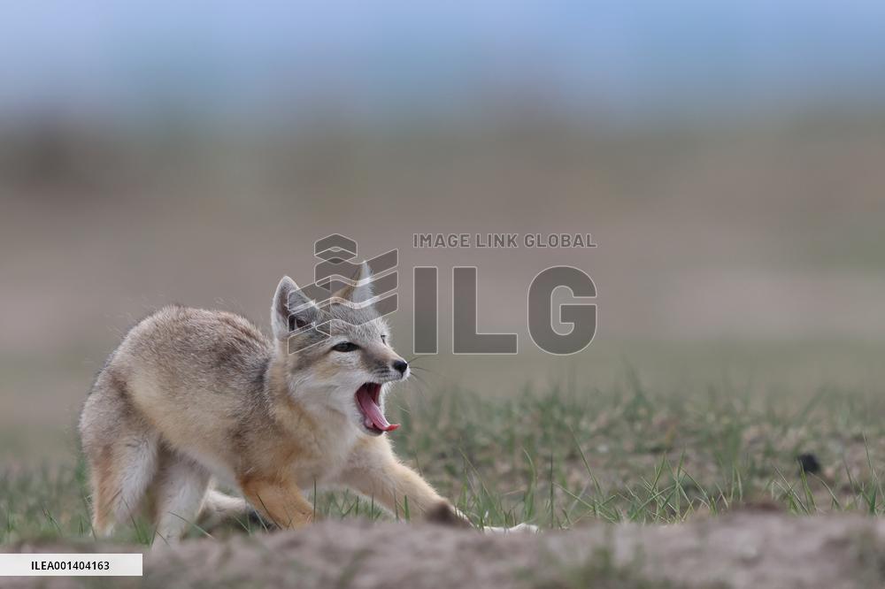 Baby Corsac Fox