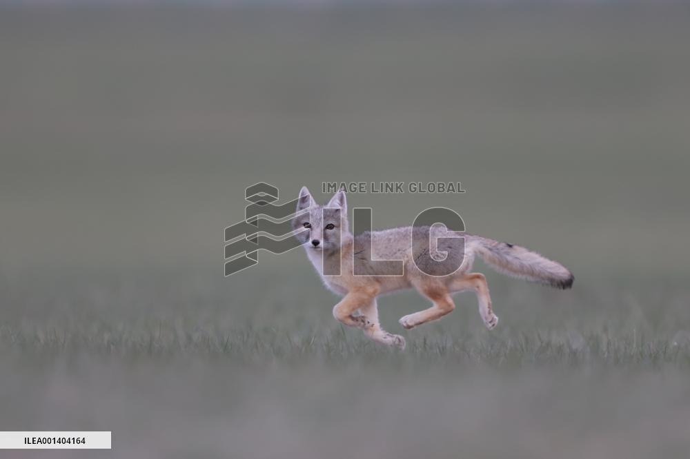Baby Corsac Fox