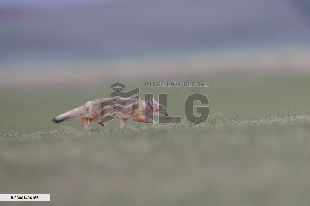 Baby Corsac Fox