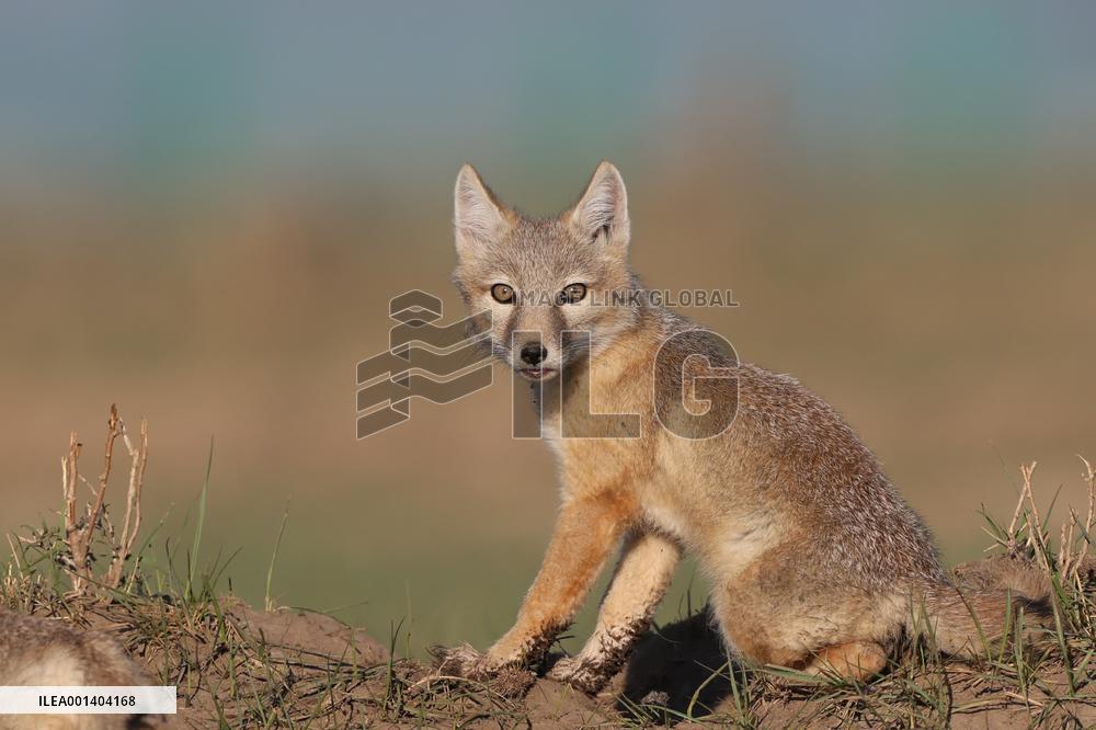 Baby Corsac Fox