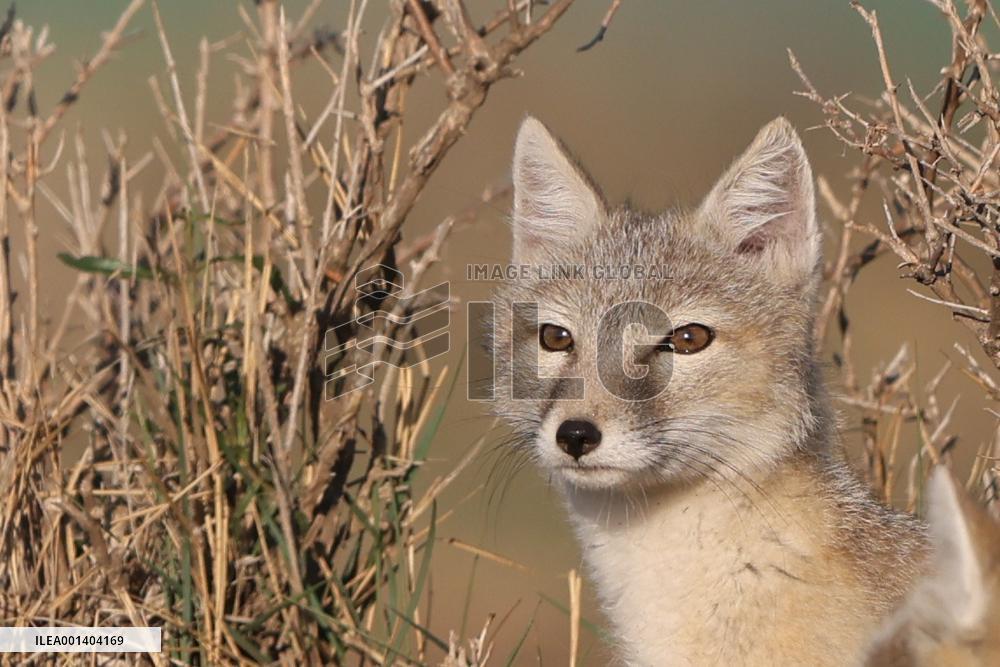 Baby Corsac Fox
