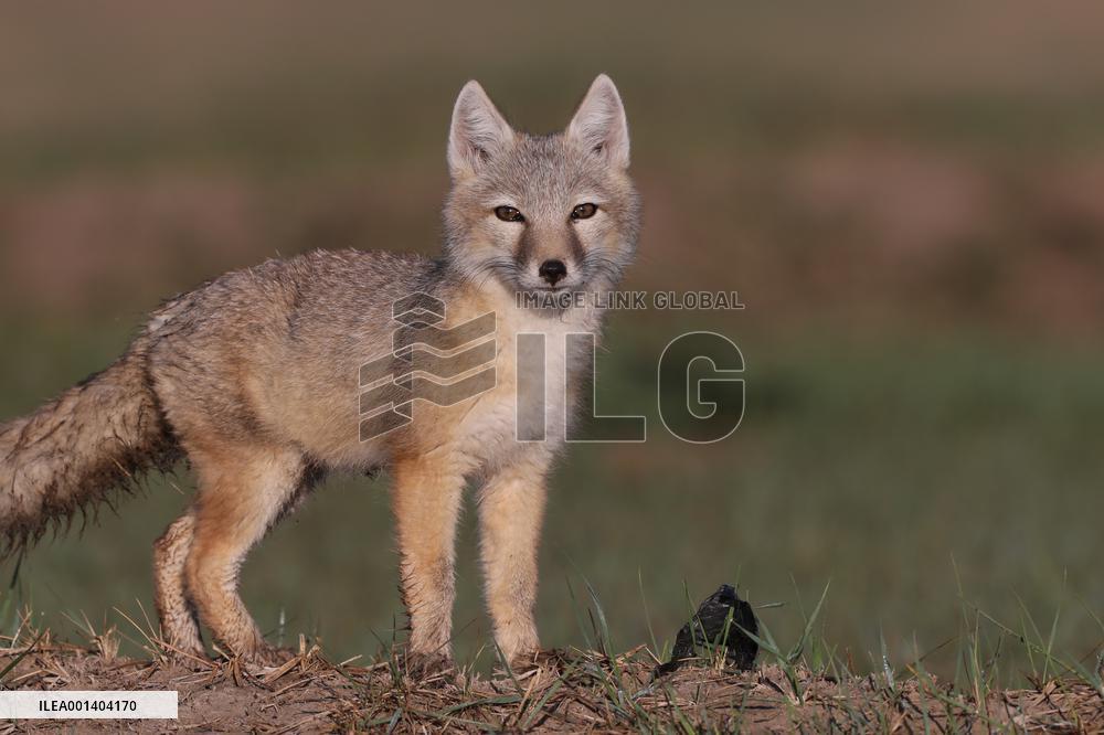 Baby Corsac Fox