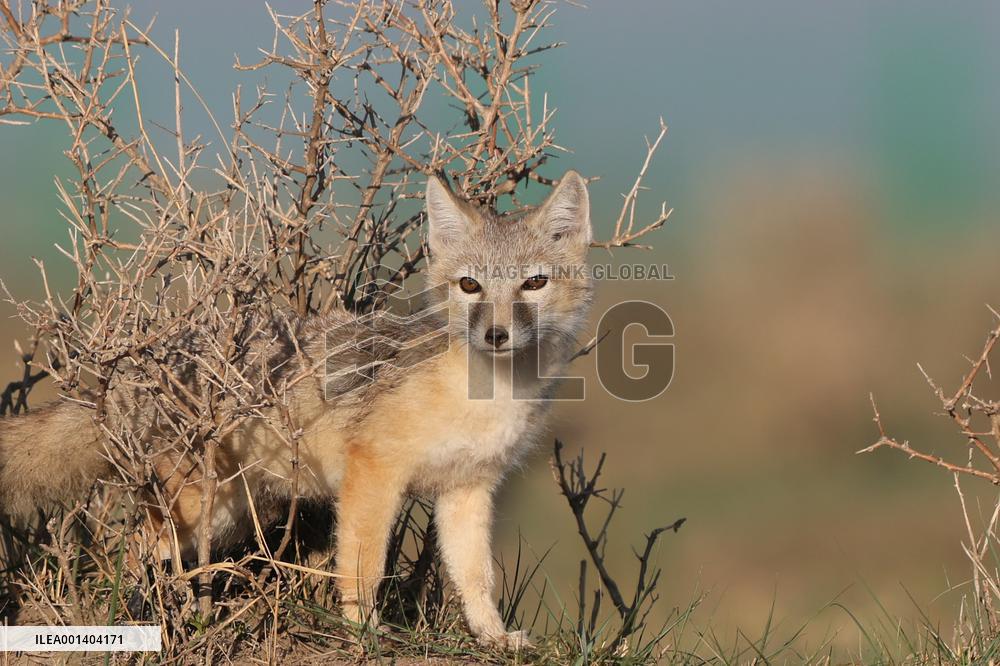 Baby Corsac Fox