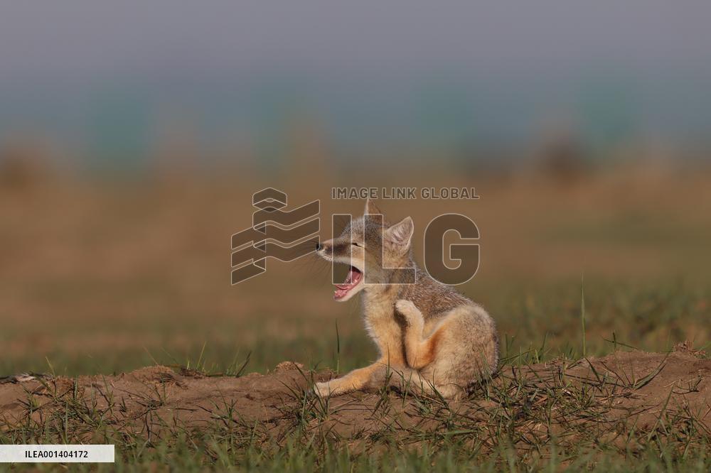 Baby Corsac Fox