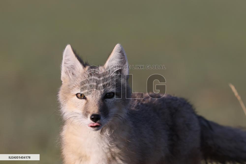Baby Corsac Fox
